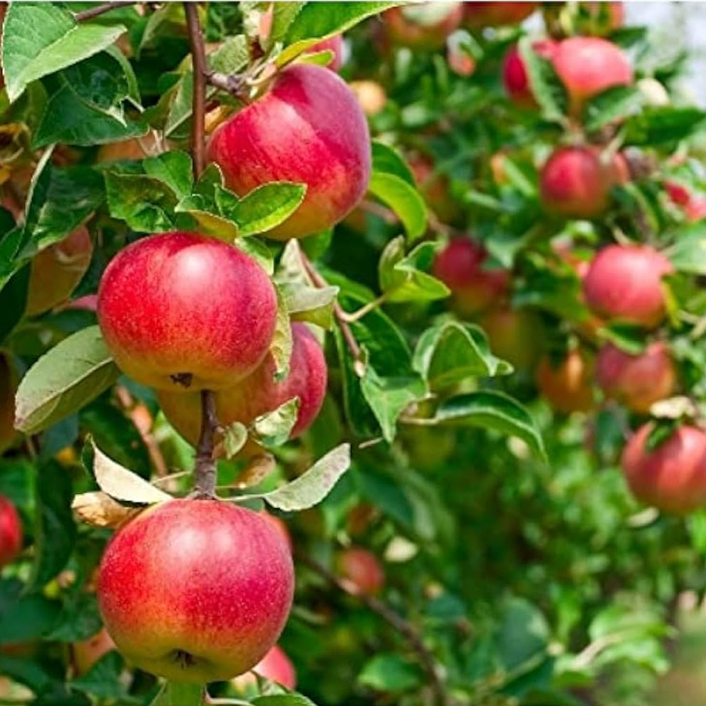 Paradise Apple Premium Seeds Malus pumila Fruit Plants – Heirloom, Non-GMO, High Germination Organic Garden Seeds
