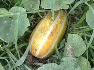 Musk Melon Cucumis melo Fruit Seeds for Planting in Tropical Garden