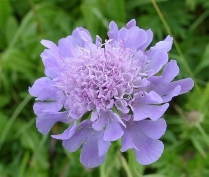 Scabiosa Flower Seeds for Planting – Fragrant Pollinator-Friendly Garden Blooms