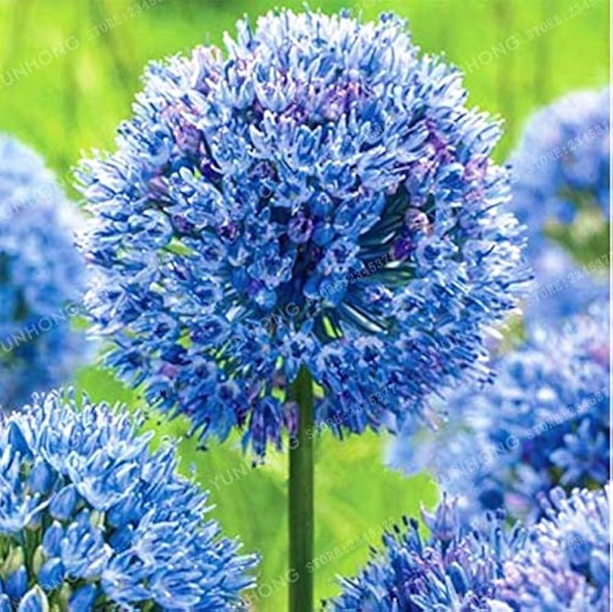 Giant Onion Seeds for Planting Allium Giganteum Garden Flowers ( pcs)