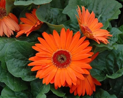 Orange Gerbera Flower - Heirloom, Non - Gmo Seeds