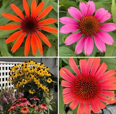 Mixed Coneflower