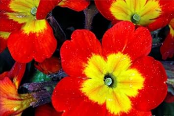 Yellow Red Danova Copper Flower Seeds for Planting - 100 seeds for planting in home garden