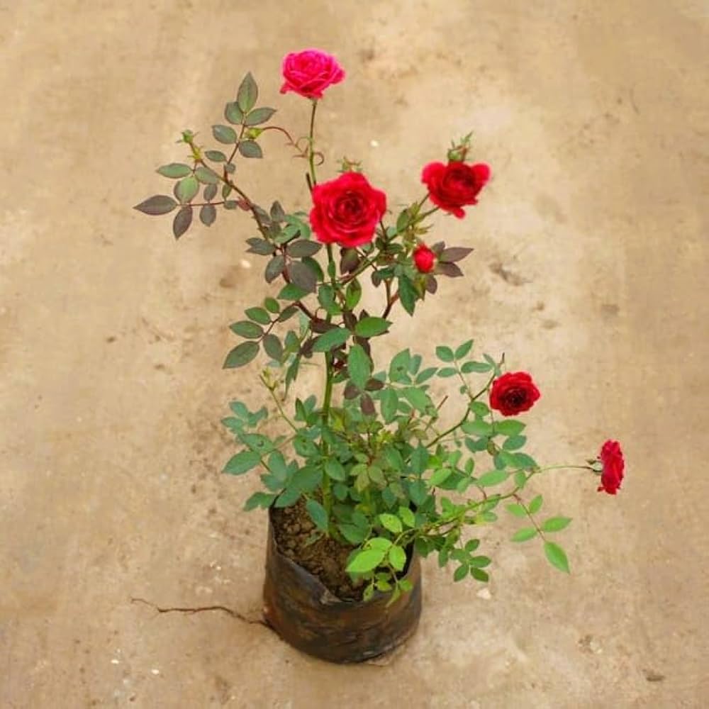 Miniature Rose Rosa spp. Seeds for Planting - Ideal for Flower Bed & Home Garden