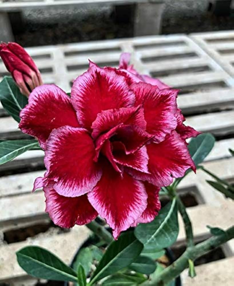 Desert Rose Adenium obesum Flower Seeds for planting in indoor garden