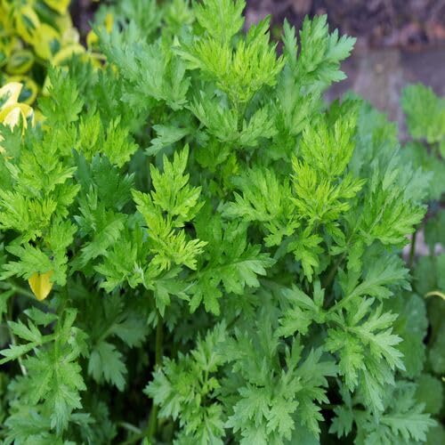 Green Artemisia - Heirloom, Non - Gmo Seeds