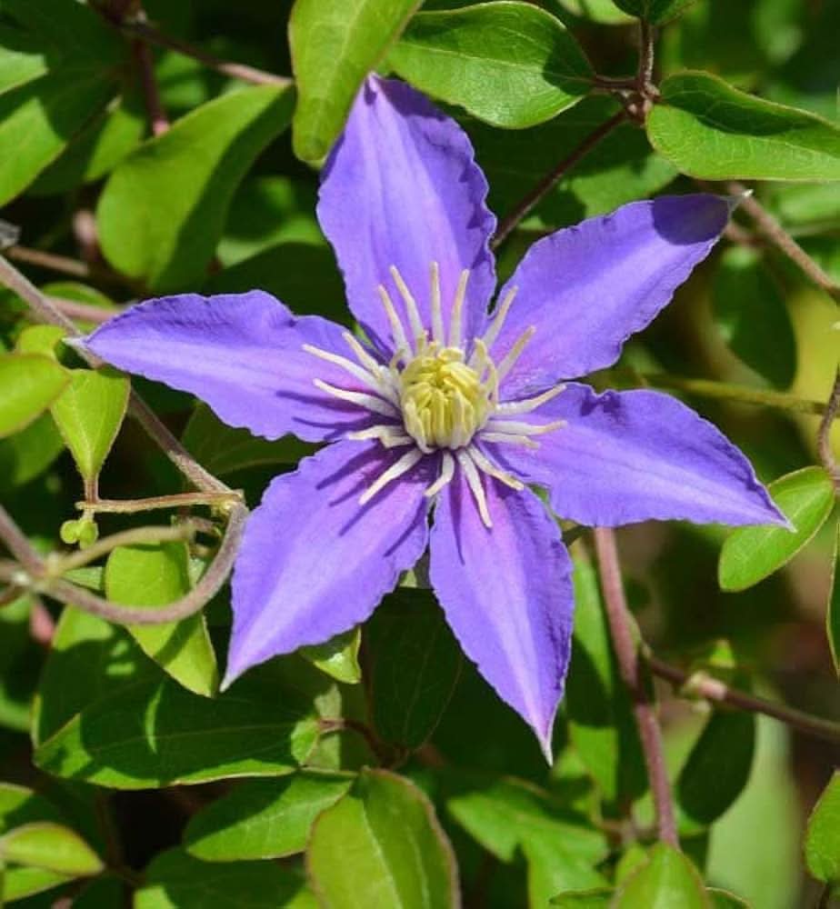 Clematis Florida Flower Seeds for Planting in vertical garden trellises and home landscapes