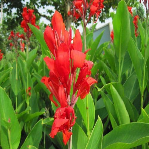 Red Canna Flower - Heirloom, Non - Gmo Seeds