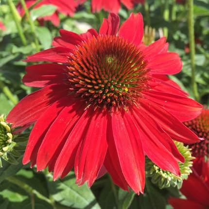 Red Echinacea Flower