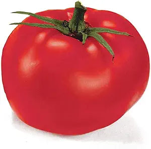 Organic Tomato Solanum lycopersicum Vegetable Seeds for Planting in Organic Garden