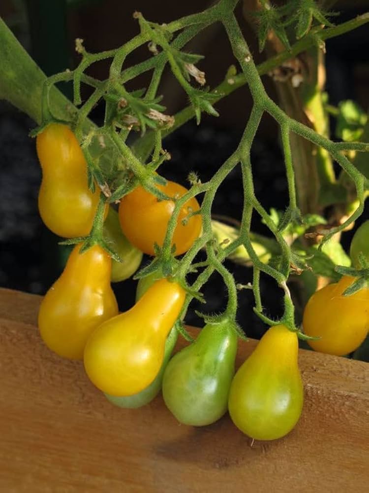 Zebra tomato seeds for home garden and vegetable patch