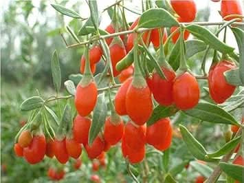 Goji Wolfberry Fruit Seeds - Grow Nutritious Superfoods in Your Garden