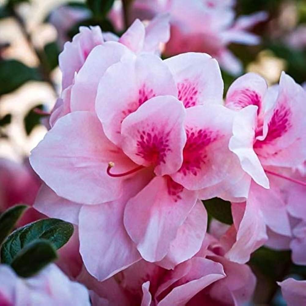Azalea Rare Perennial Flowering Seeds For Planting