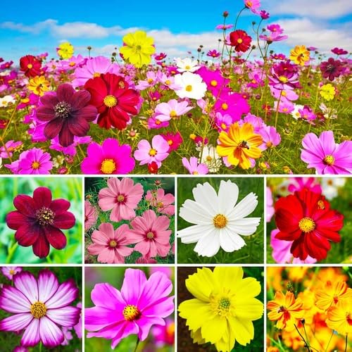 Mixed Cosmos Flower - Heirloom, Non - Gmo Seeds