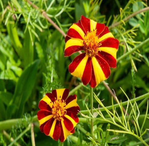 Yellow Red Marigold Flower - Heirloom, Non - Gmo Seeds
