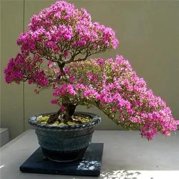 Pink Perennial Azalea Seeds for Planting – Heirloom, Non-GMO Seeds Dhara Seeds
