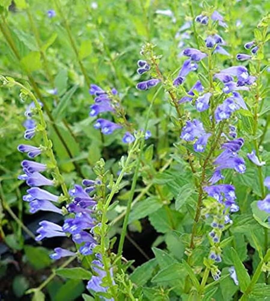 Scutellaria Barbata Flower Seeds for Planting