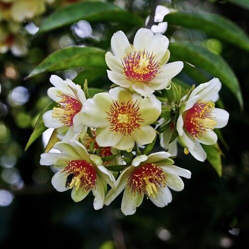 White Pereskia Aculeata Flower