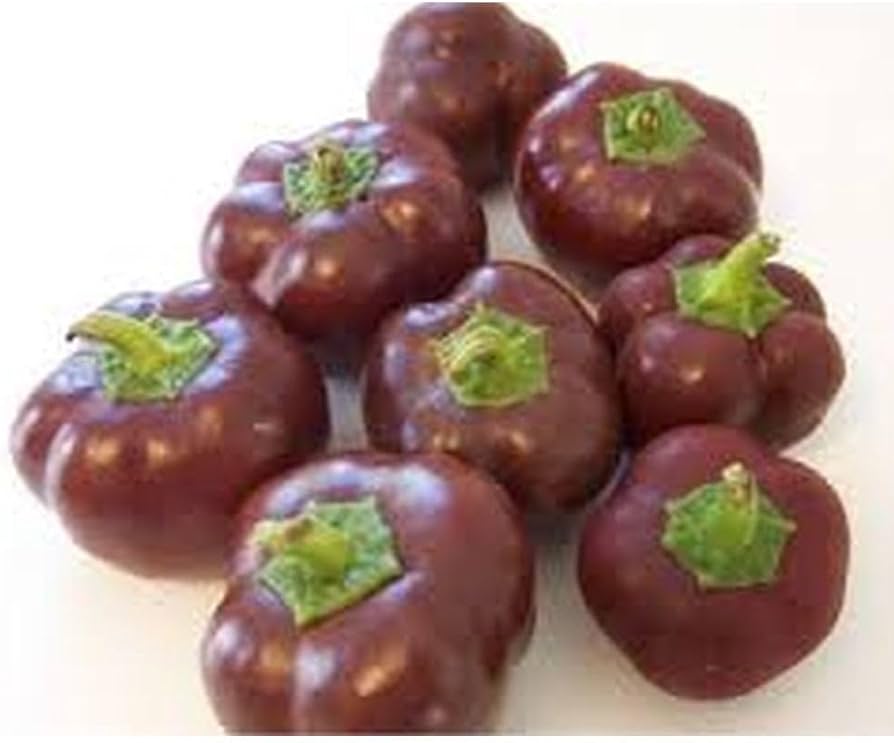 Pepper Capsicum annuum Miniature Chocolate Bell vegetable seeds for planting in kitchen garden or indoor pots