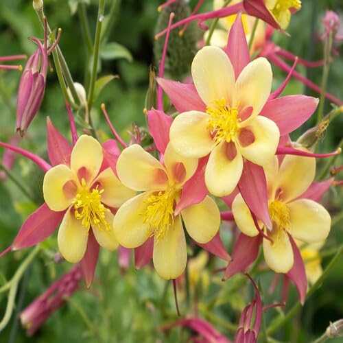 Yellow Pink Aquilegia Flower