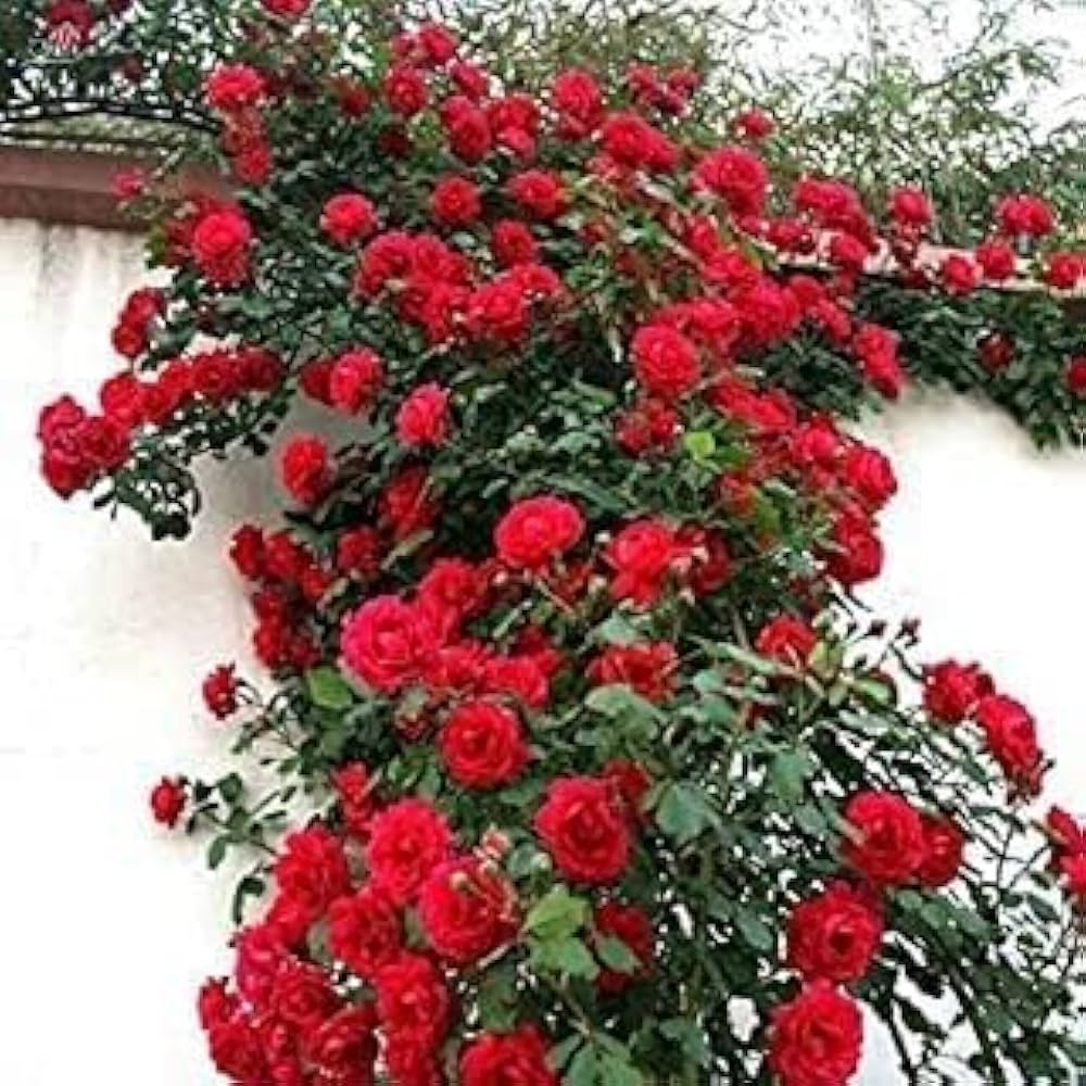 Rose Rosa Hybrida Rare Red Bonsai Flower Seeds for Planting – Ideal for Balcony Displays and Small Home Garden Spaces