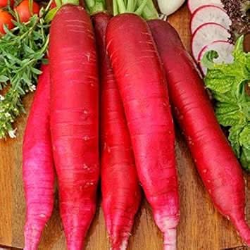 Radish Seeds for Planting, Red, heirloom & Non-GMO Seeds