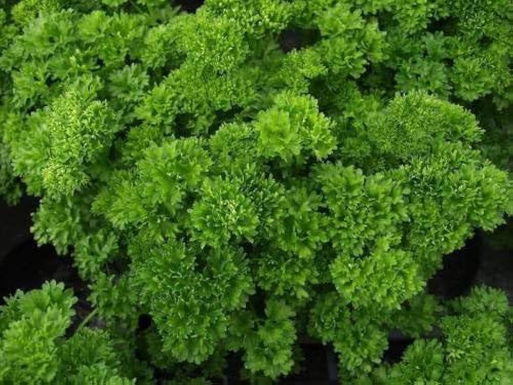 Curled Herbs - Seeds for Flavorful and Aromatic Herb Garden