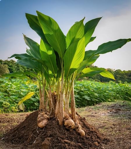 Green Turmeric - Heirloom, Non - Gmo Seeds