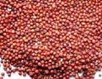 Sausage Ravanello Seeds – elongated red radishes with a mild spicy flavor, perfect for growing in gardens or containers for fresh salads and garnishes.
