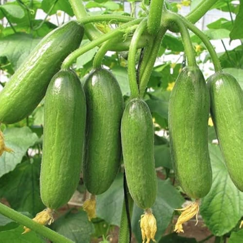 Gold Cucumber Seeds for Planting Cucumis sativus for Vegetable Patch and Home Garden