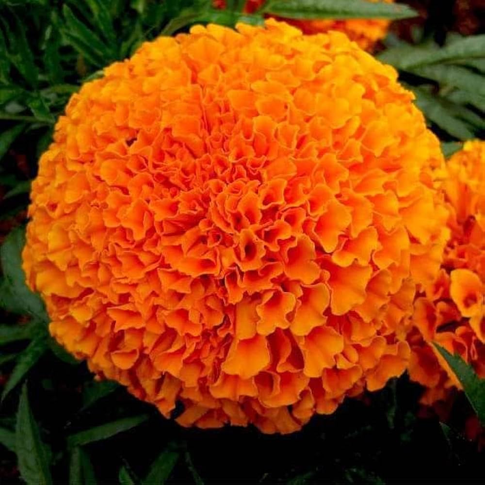 Giant Yellow and Orange Marigold Tagetes Erecta Seeds for Planting in Flower Bed and Urban Garden