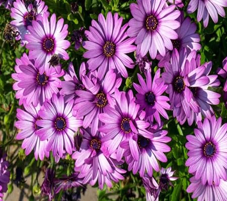 Osteospermum Flower - Heirloom, Non - Gmo Seeds