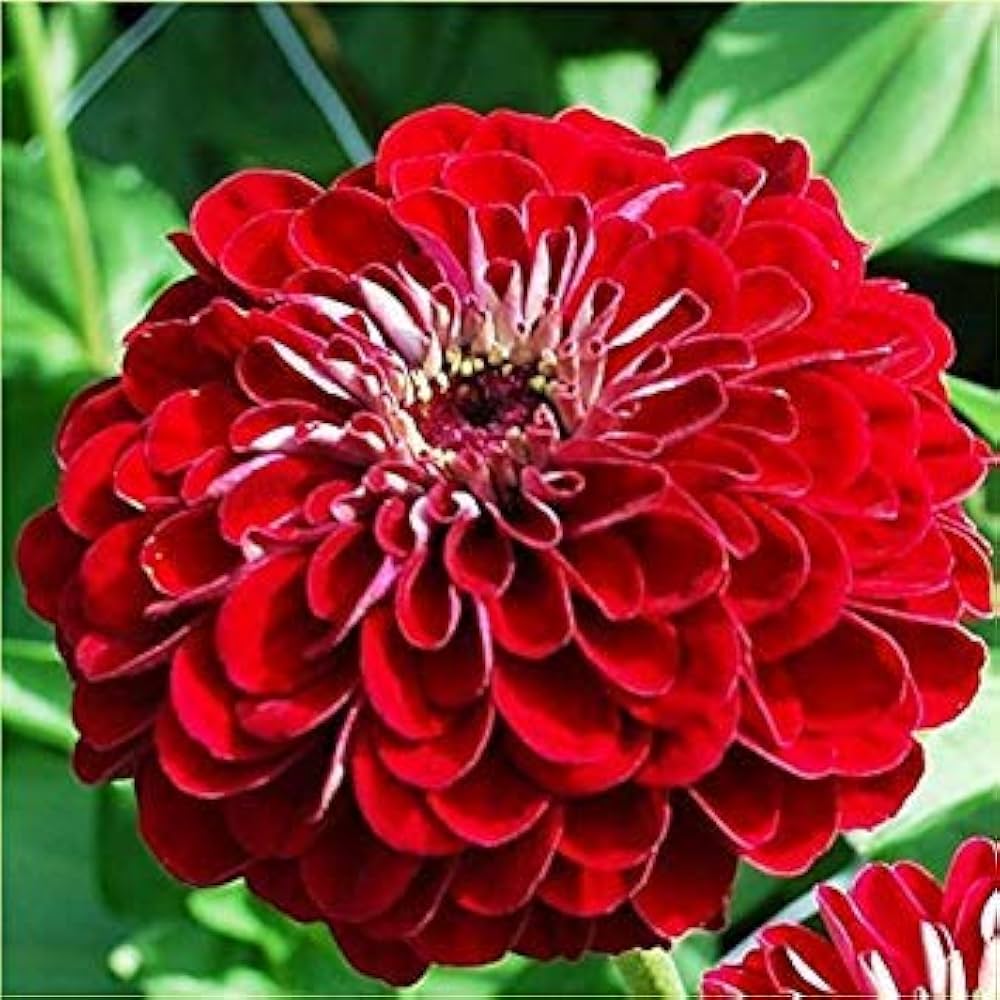 Red Teddy Bear Sunflower Seeds for Planting – Unique Dwarf Blooms, Ideal for Pots & Gardens