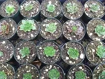 Maroon Jovibarba Planting Seeds for Garden NON GMO Seeds Dhara Seeds