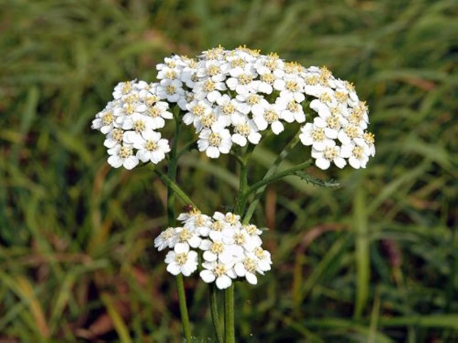 Purple Yarrow Achillea Seeds for Planting Long Blooming Perennial Garden