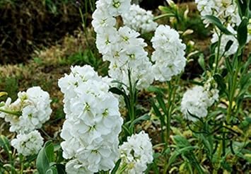 White Evening Stock Flower Seeds for Planting, 100