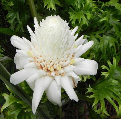White Etlingera Flower - Heirloom, Non - Gmo Seeds