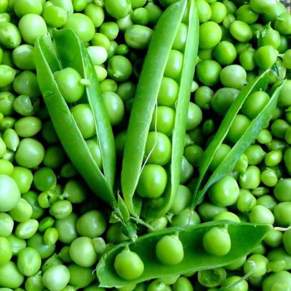 Pigeon Pea Vegetable Seeds for Planting