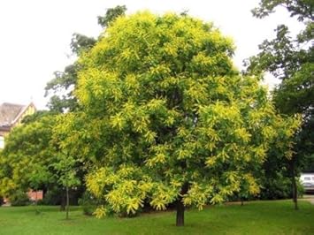 Golden Koelreuteria Seeds for Planting – Organic, Heirloom, Non-GMO Flower Seeds