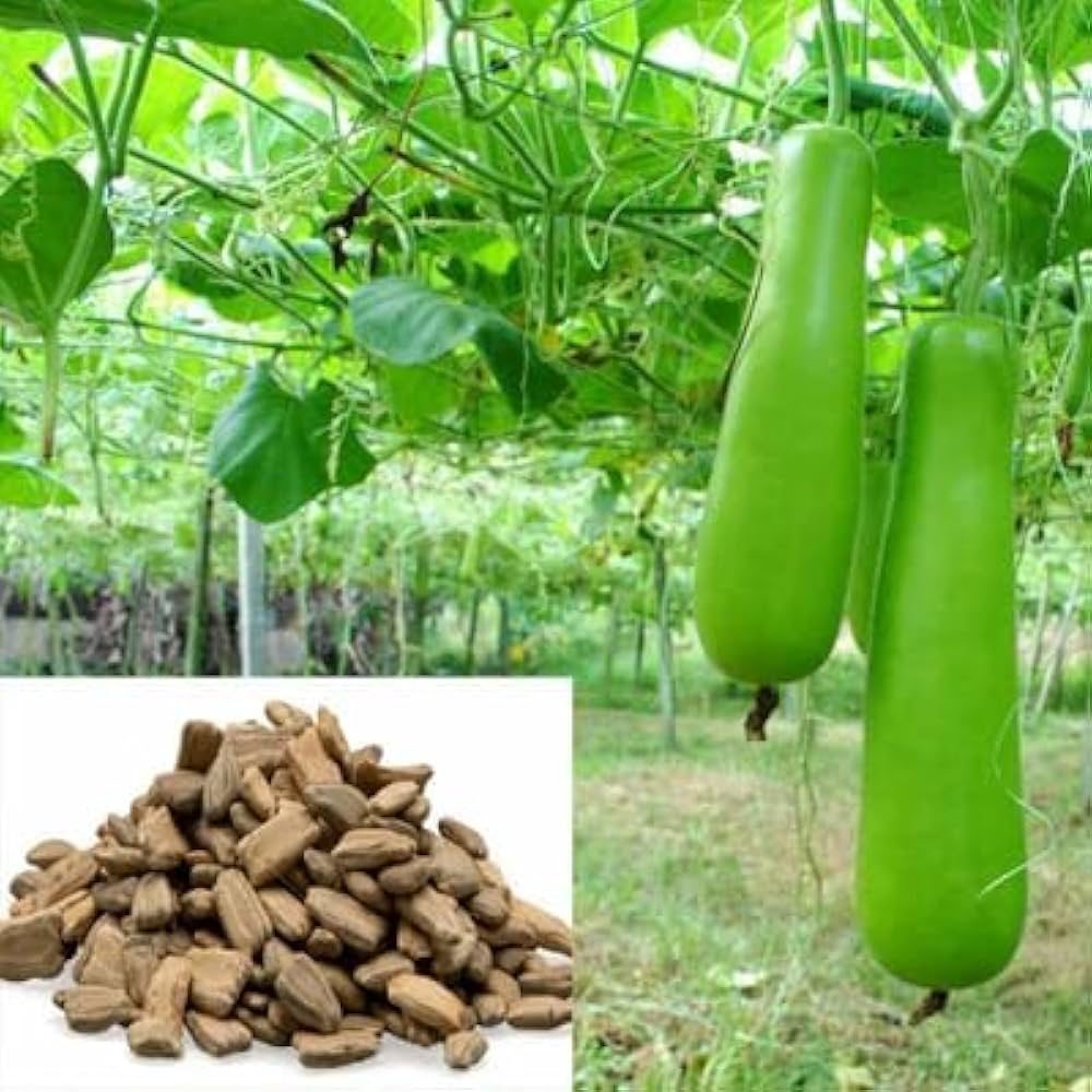 Long Type Bottle Gourd Seeds for Vegetable Garden – Seeds for Planting