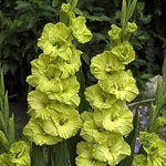 Non-GMO Gladiolus Light Green Flower Seeds for Garden Planting – Unique Floral seeds for planting in home garden
