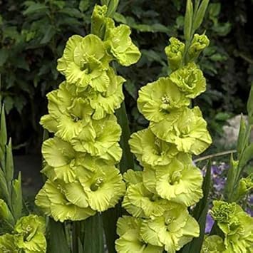 Non-GMO Gladiolus Light Green Flower Seeds for Garden Planting – Unique Floral seeds for planting in home garden