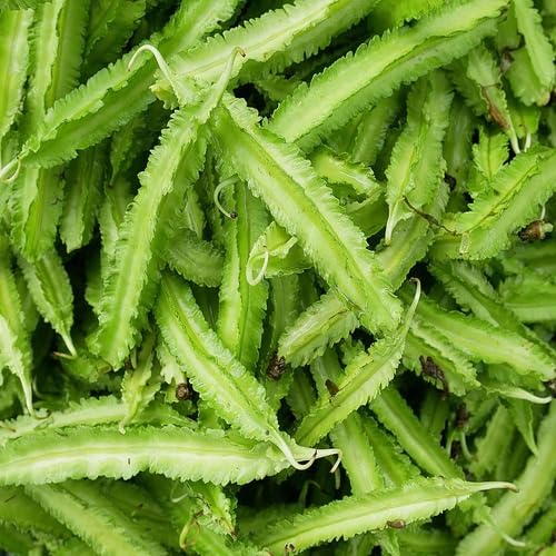 Green Winged Bean - Heirloom, Non - Gmo Seeds