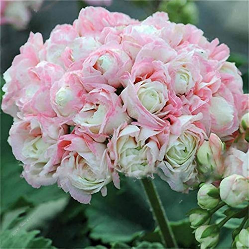 Light Pink Geranium Pelargonium Heirloom Non-GMO Seeds for Planting seeds for planting in home garden