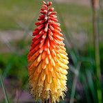 Red Hot Poker Kniphofia Uvaria Mix flower seeds