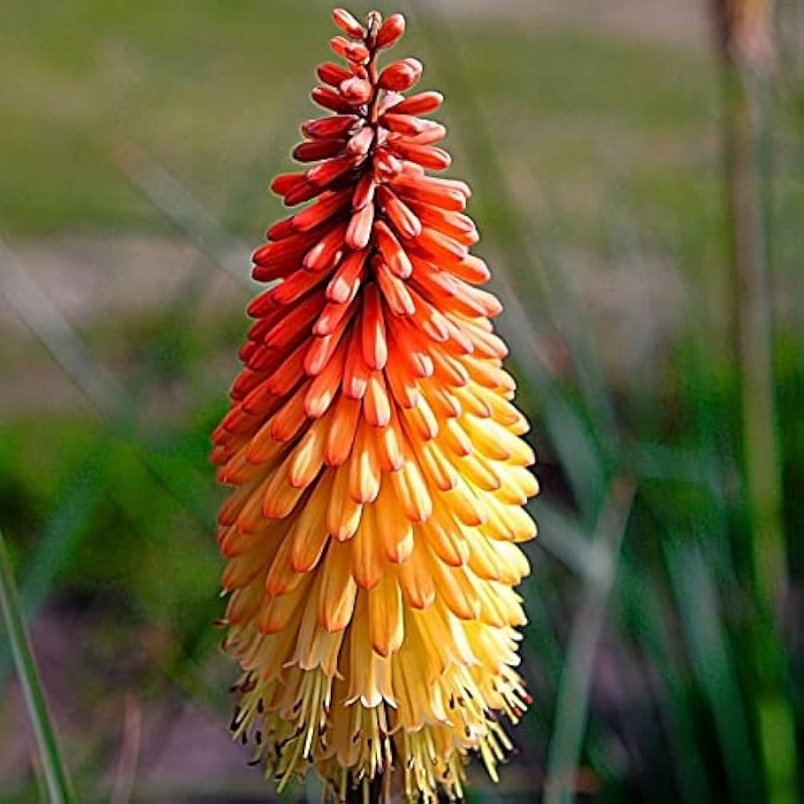 Red Hot Poker Kniphofia Uvaria Mix flower seeds