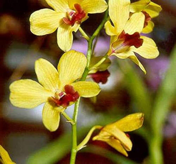 Light Yellow Dendrobium Flower Seeds for Planting, 100