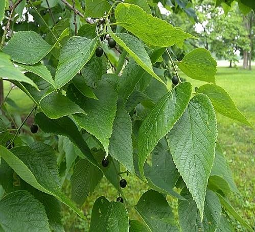 Green Hackberry Tree - Heirloom, Non - Gmo Seeds