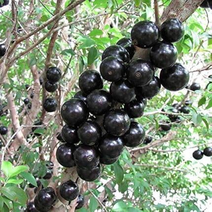 Black Jabuticaba Fruit - Heirloom, Non - Gmo Seeds