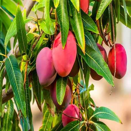 Red Mango Fruit - Heirloom, Non - Gmo Seeds